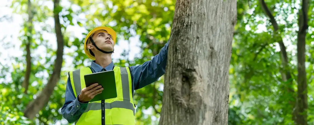 Arborist in a hard hat and high visibility vest inspecting a large tree with a tablet